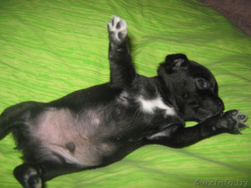 животные чихуахуа - Изображение #5, Объявление #474029