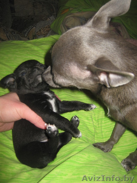 животные чихуахуа - Изображение #6, Объявление #474029