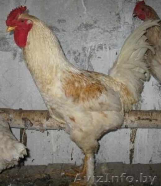 продам петухов в гомельском районе - Изображение #4, Объявление #515961