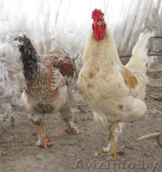 продам петухов в гомельском районе - Изображение #2, Объявление #515961