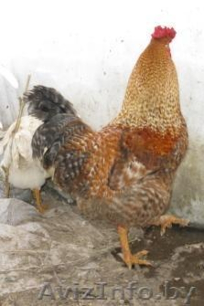 продам петухов в гомельском районе - Изображение #5, Объявление #515961