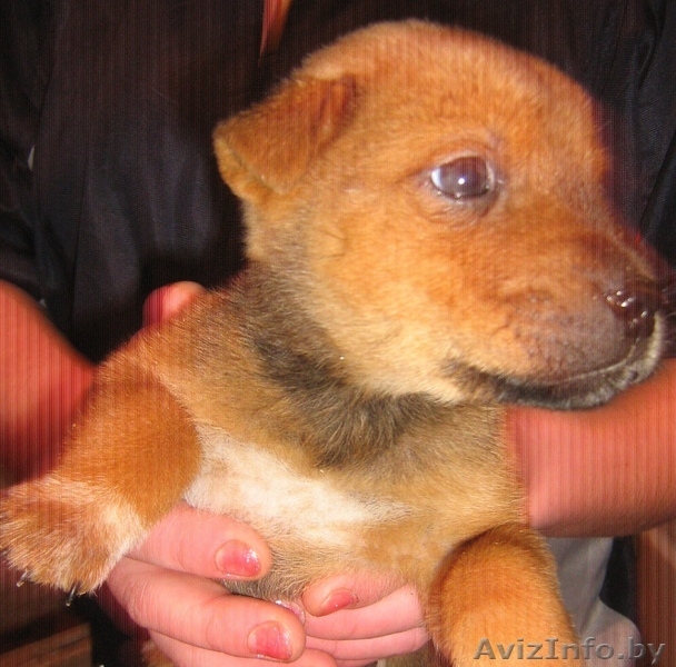 Продам Щенков шарпея - Изображение #2, Объявление #486925