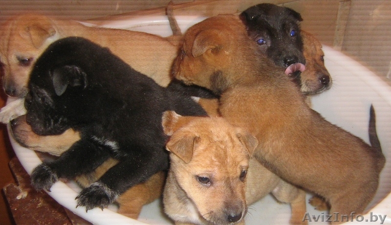 Продам Щенков шарпея - Изображение #1, Объявление #486925