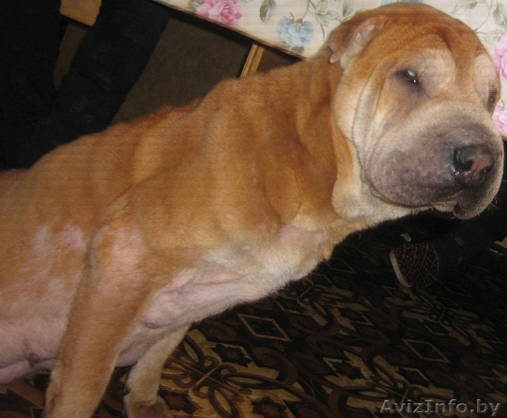 Продам Щенков шарпея - Изображение #4, Объявление #486925