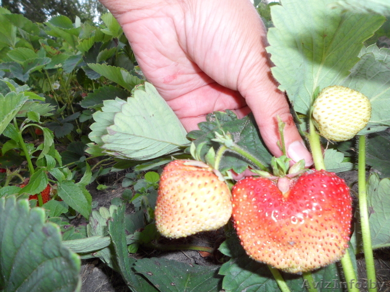 продам ухоженную дачу 15 км от Гомеля - Изображение #4, Объявление #579650