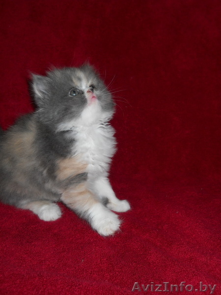 Красивые персидские котята - Изображение #4, Объявление #686364