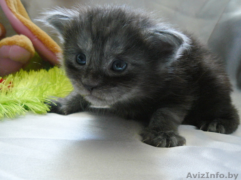 Мейн-кун котята - Изображение #2, Объявление #695896