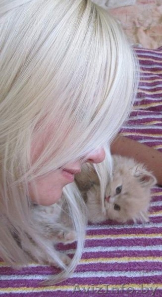 Самые красивые персидские котята в Беларуси! - Изображение #2, Объявление #607545