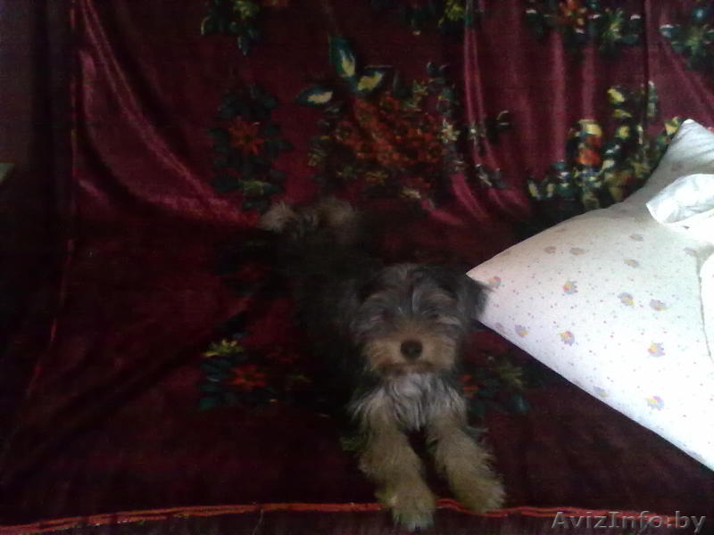 йоркширский терьер, мальчик - Изображение #2, Объявление #746854