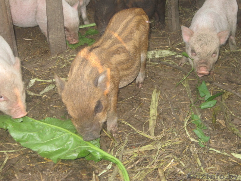 Вьетнамские  травоядные поросята - Изображение #2, Объявление #730351
