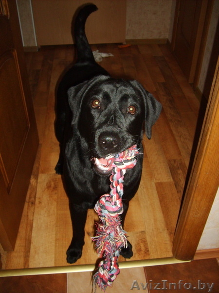 ЩЕНОК Лабрадора-ретривера 10 месяцев - Изображение #2, Объявление #732581