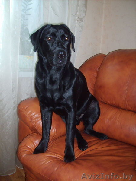 ЩЕНОК Лабрадора-ретривера 10 месяцев - Изображение #3, Объявление #732581