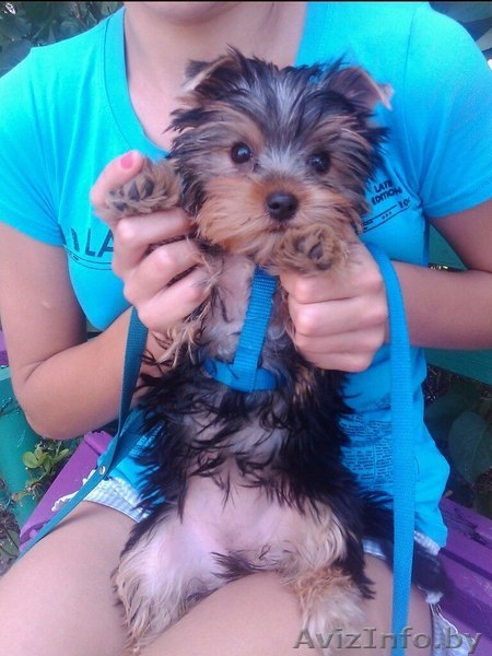 Йёркширский терьер - Изображение #2, Объявление #757355