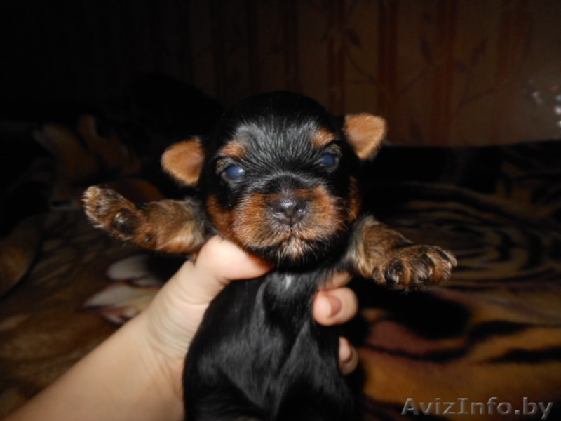 Йёркширский терьер - Изображение #1, Объявление #757355