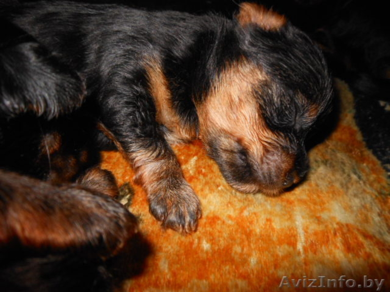 Йёркширский терьер - Изображение #3, Объявление #757355