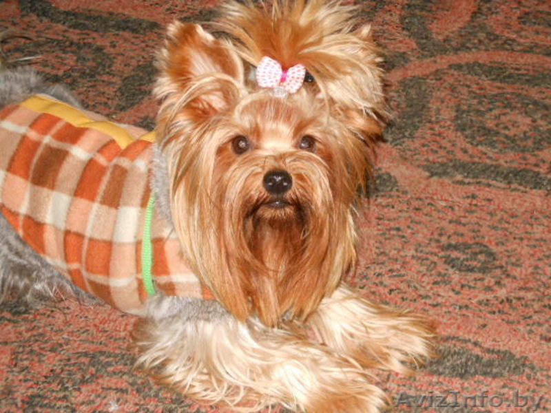 Йёркширский терьер - Изображение #4, Объявление #757355