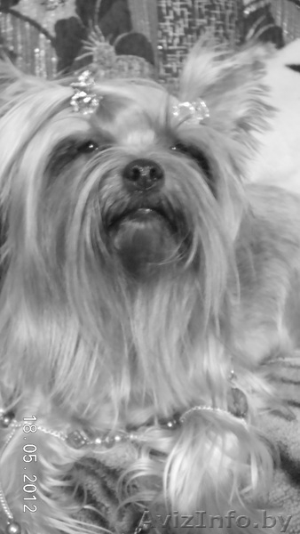 Йёркширский терьер - Изображение #5, Объявление #757355