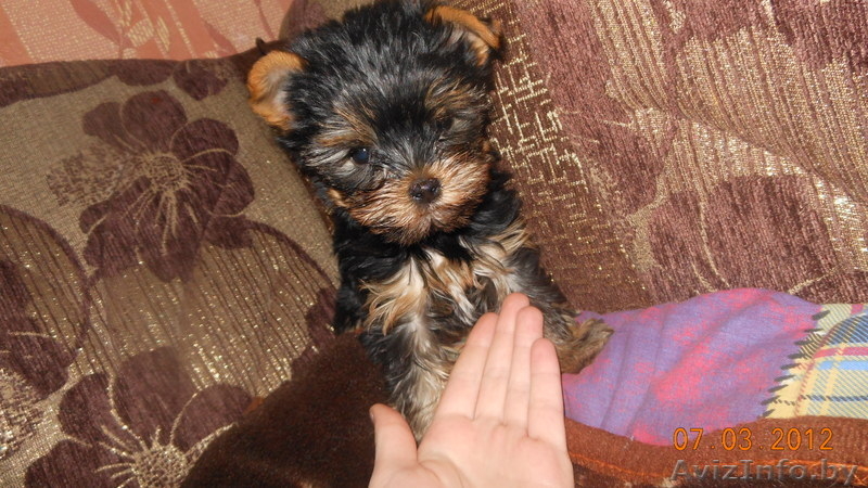 Йёркширский терьер - Изображение #6, Объявление #757355