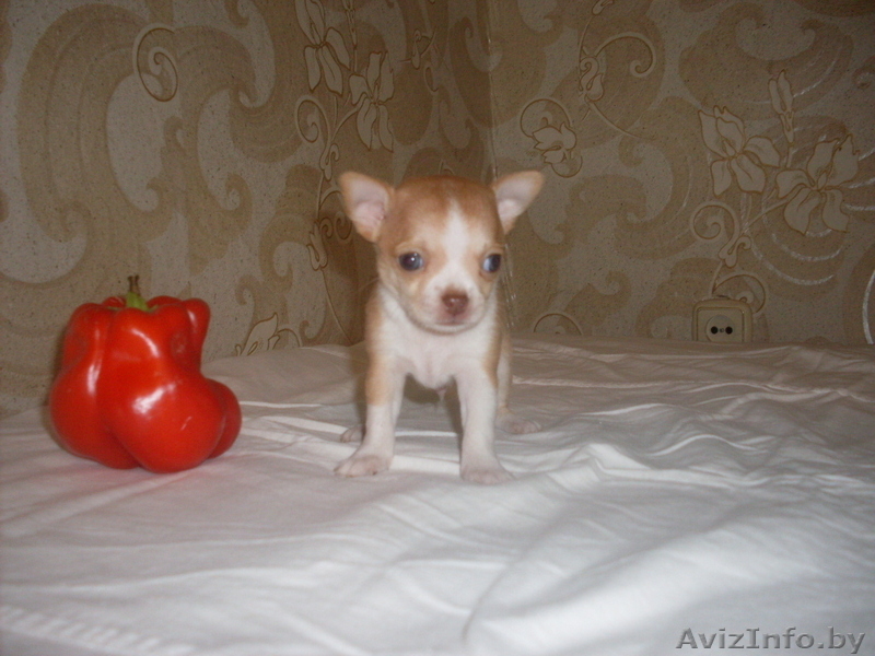 очаровательный мальчик Чихуахуа - Изображение #1, Объявление #748993