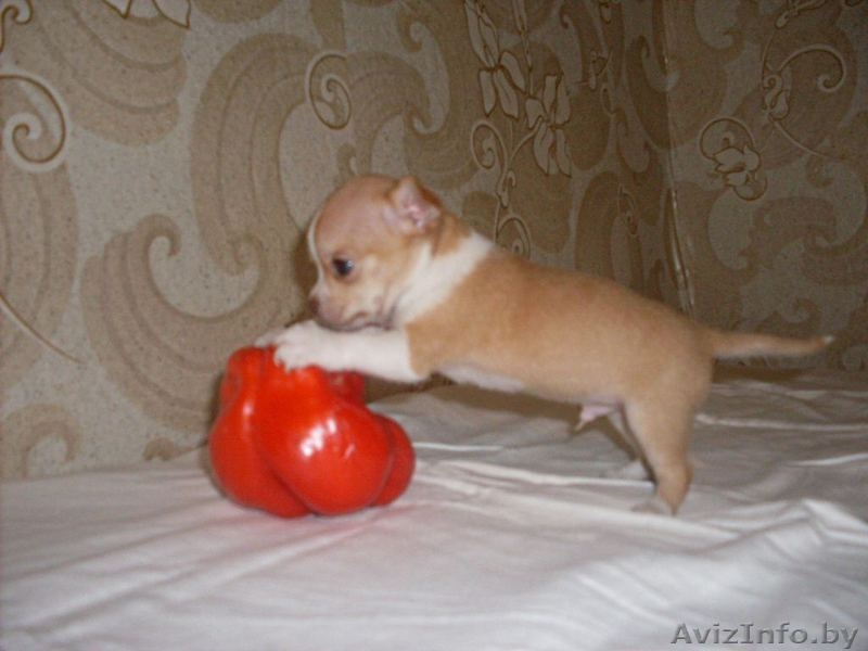 очаровательный мальчик Чихуахуа - Изображение #2, Объявление #748993