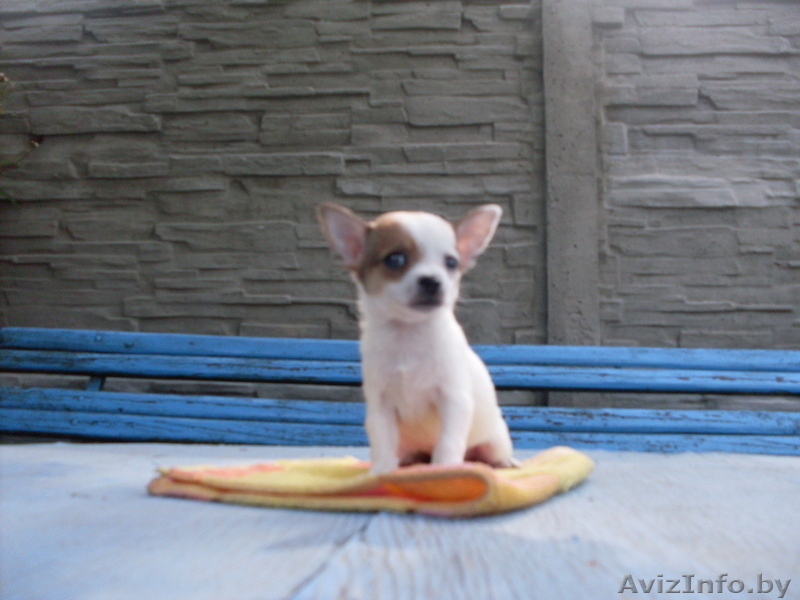 Очаровательный щенок чихуахуа ищет хозяина - Изображение #2, Объявление #757035
