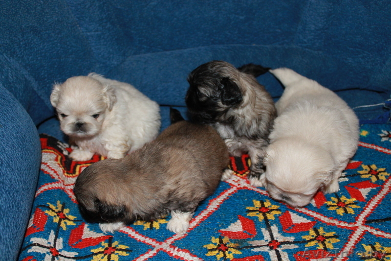 щенки пикинесов - Изображение #1, Объявление #780060