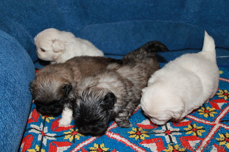 щенки пикинесов - Изображение #2, Объявление #780060