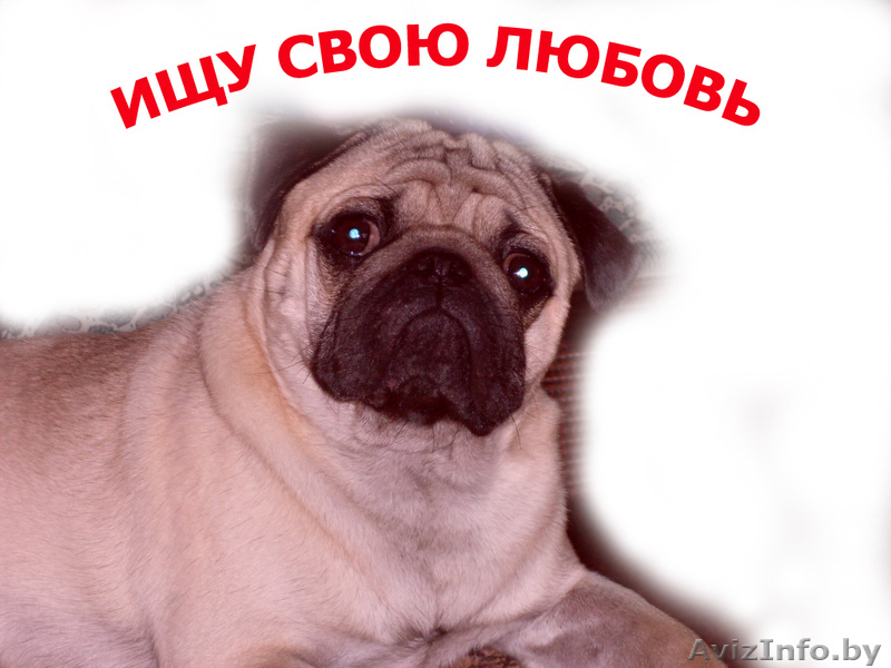  ВЯЗКА мопс с хорошей родословной - Изображение #1, Объявление #776288