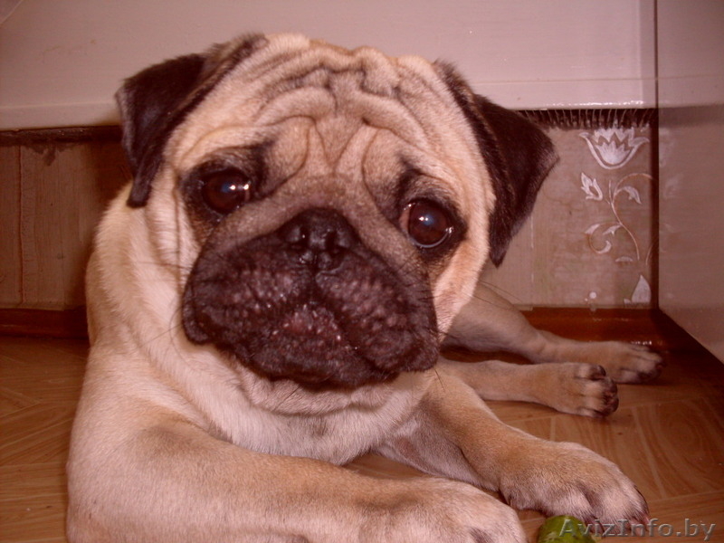  ВЯЗКА мопс с хорошей родословной - Изображение #2, Объявление #776288