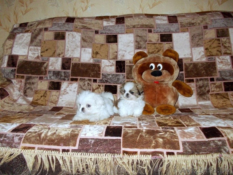 Продаются щенки пекинеса - Изображение #2, Объявление #801237