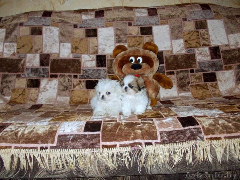 Продаются щенки пекинеса - Изображение #1, Объявление #801237