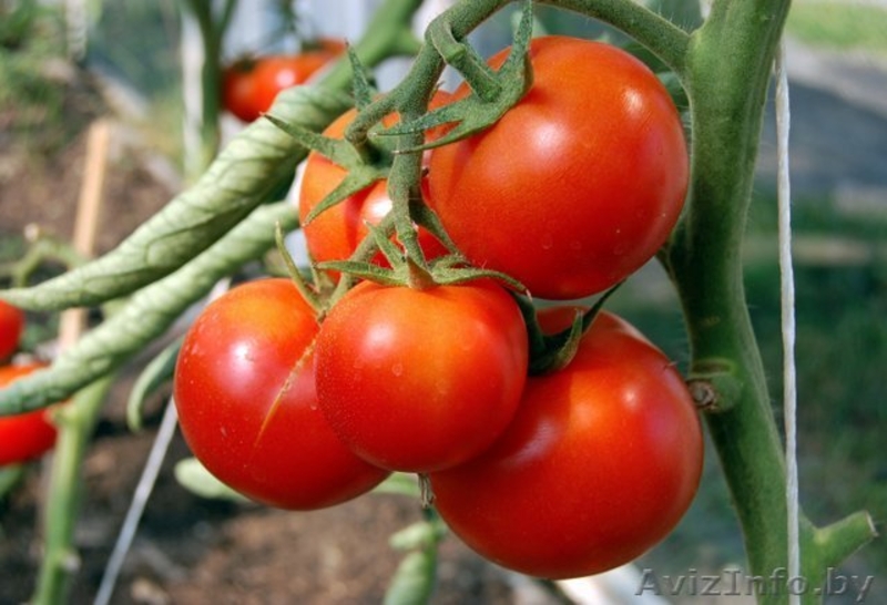 Продам теплицу 3х4м из сотового поликарбоната 4мм - Изображение #1, Объявление #848166