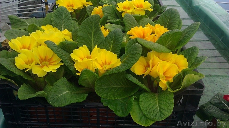 продам: тюльпан, примула - Изображение #1, Объявление #839967