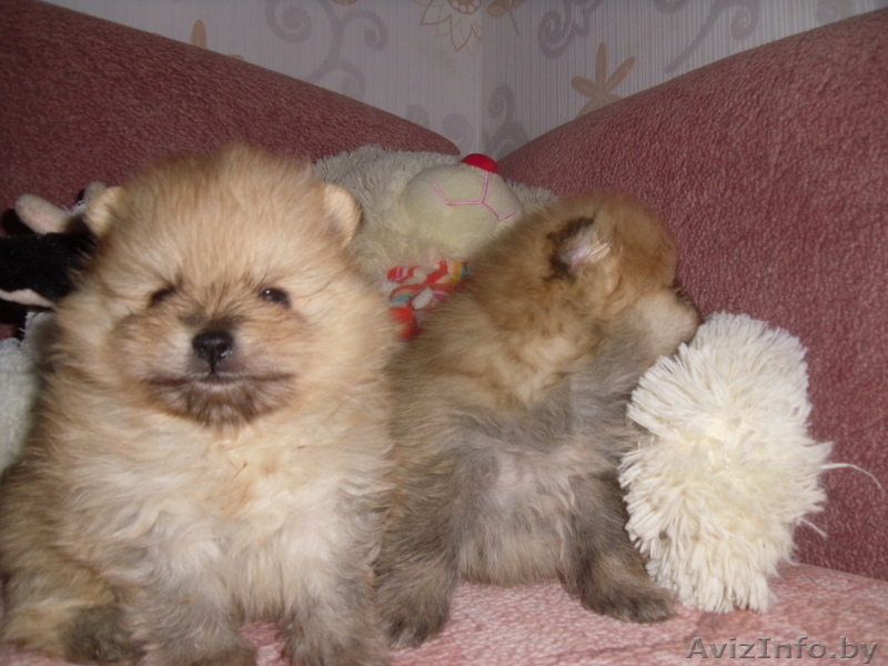 Корейские поросята - Изображение #4, Объявление #773170