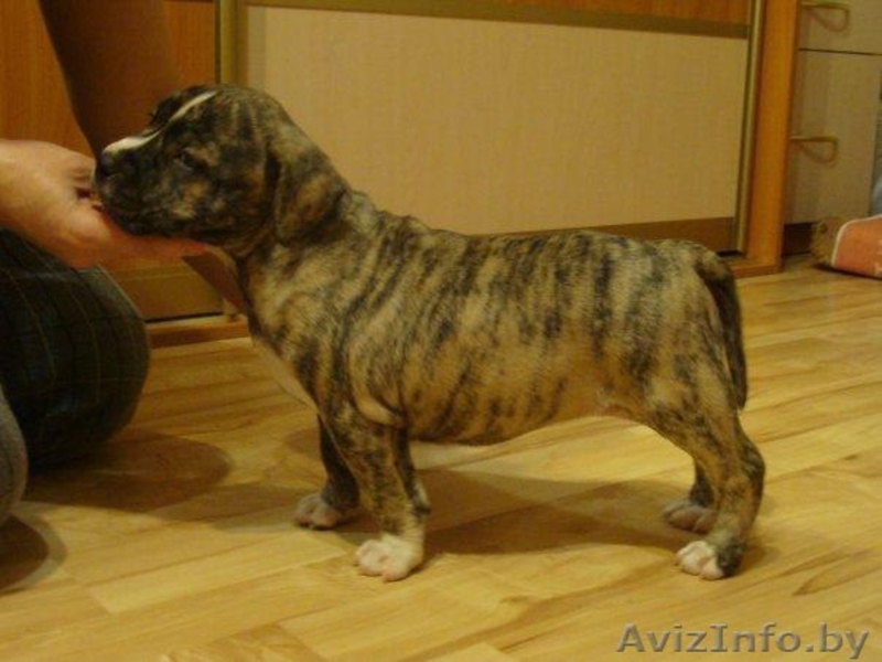   ОТДАМ ЩЕНКОВ  !!! В ХОРОШИЕ РУКИ (стаф- терьера) - Изображение #2, Объявление #864602