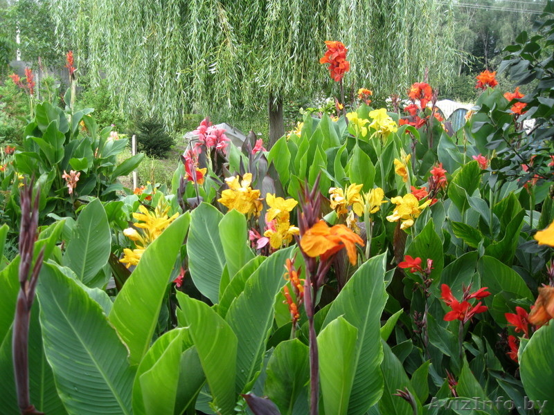 МНОГОЛЕТНИЕ ЦВЕТЫ ЦВЕТУЩИЕ ВСЕ ЛЕТО ДО ПЕРВЫХ ЗАМОРОЗКОВ - Изображение #7, Объявление #866337