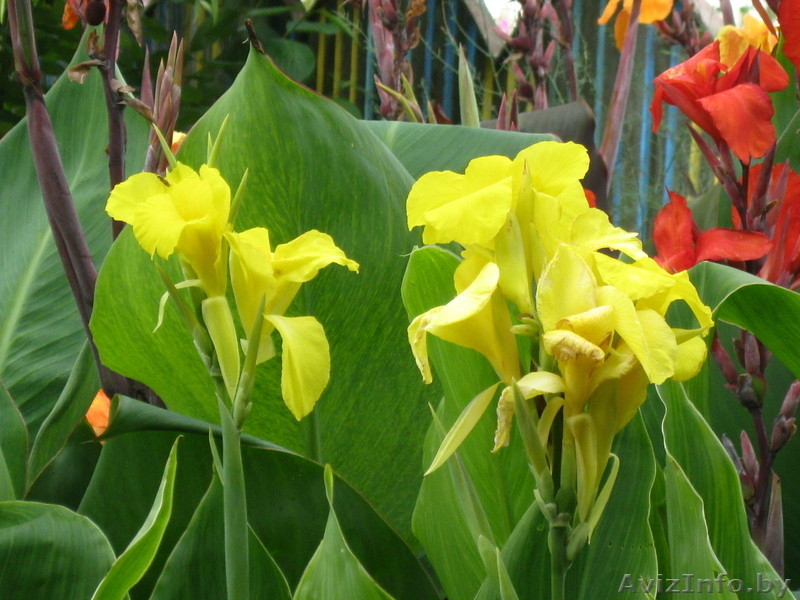 МНОГОЛЕТНИЕ ЦВЕТЫ ЦВЕТУЩИЕ ВСЕ ЛЕТО ДО ПЕРВЫХ ЗАМОРОЗКОВ - Изображение #4, Объявление #866337