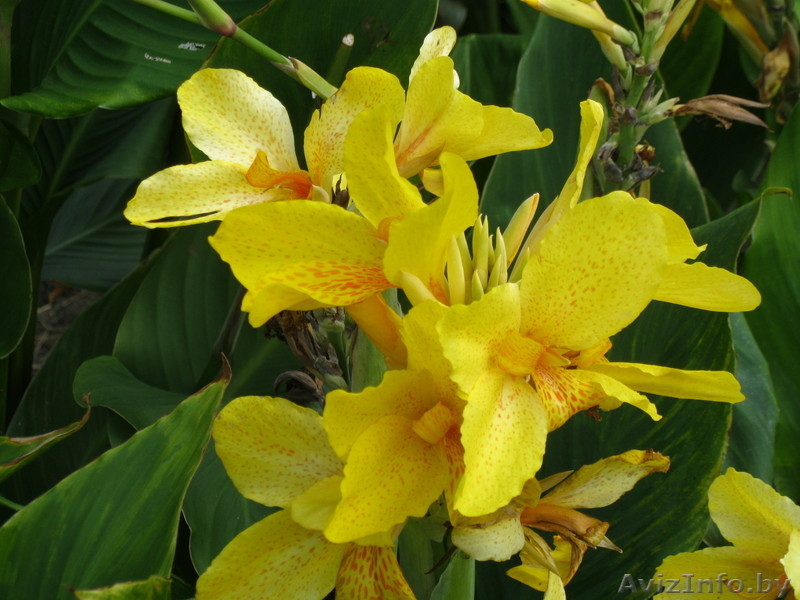 МНОГОЛЕТНИЕ ЦВЕТЫ ЦВЕТУЩИЕ ВСЕ ЛЕТО ДО ПЕРВЫХ ЗАМОРОЗКОВ - Изображение #2, Объявление #866337