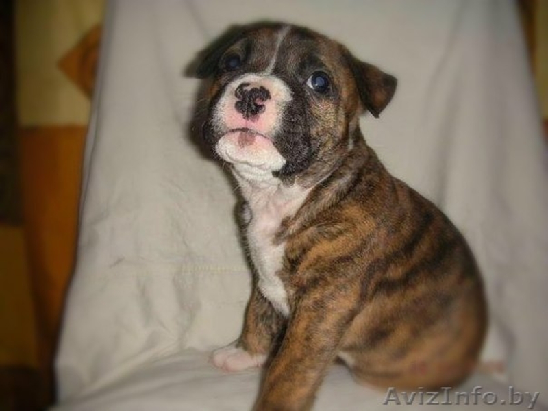   ОТДАМ ЩЕНКОВ  !!! В ХОРОШИЕ РУКИ (стаф- терьера) - Изображение #3, Объявление #864602