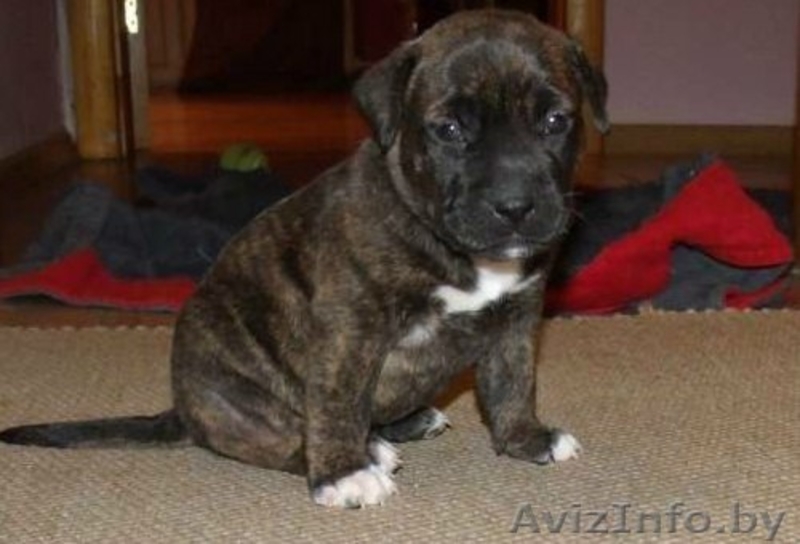   ОТДАМ ЩЕНКОВ  !!! В ХОРОШИЕ РУКИ (стаф- терьера) - Изображение #1, Объявление #864602