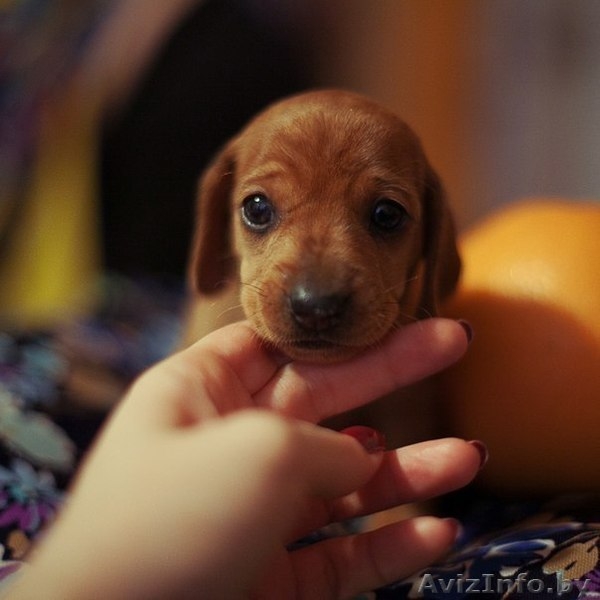   ОТДАМ ЩЕНКОВ  !!! В ХОРОШИЕ РУКИ (стаф- терьера) - Изображение #5, Объявление #864602