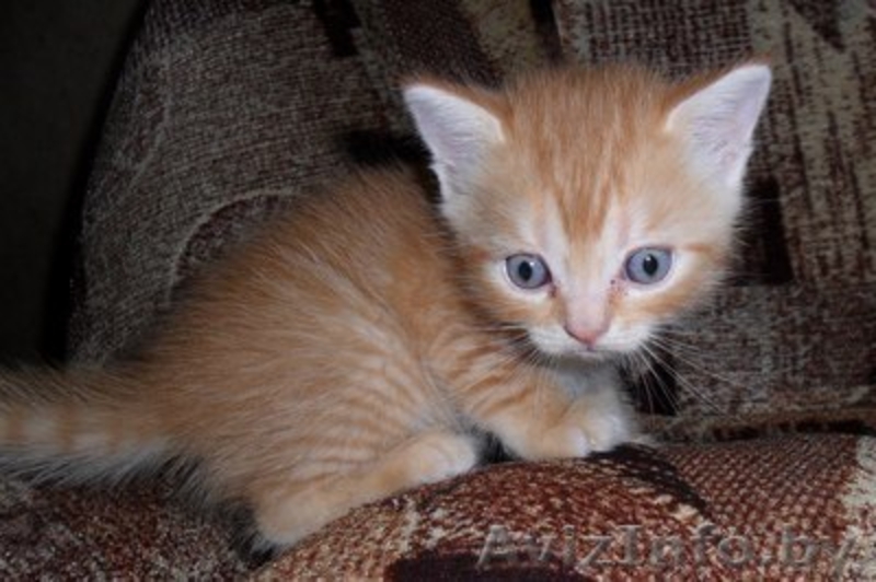 Британские скотиш страйт и фолд - Изображение #2, Объявление #918482