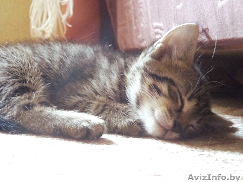 Отдаю котят в добрые руки - Изображение #1, Объявление #935764