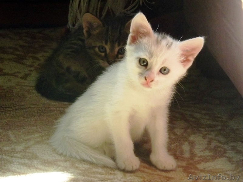 Отдаю котят в добрые руки - Изображение #2, Объявление #935764
