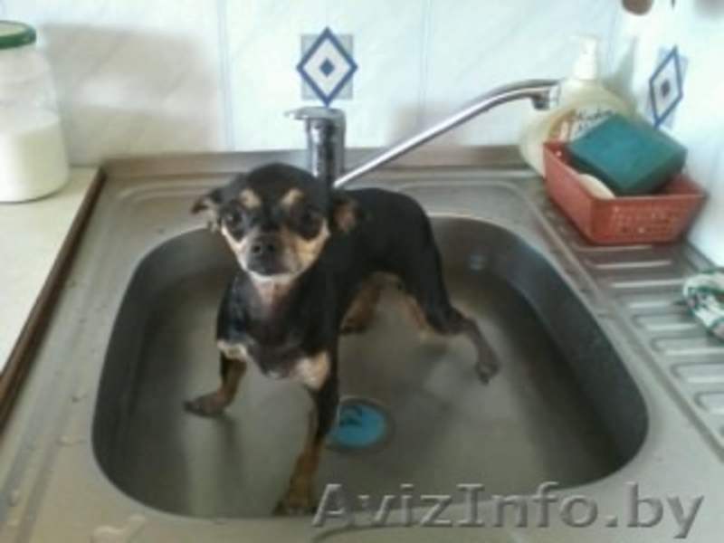 Продается Той-терье  - Изображение #1, Объявление #933730