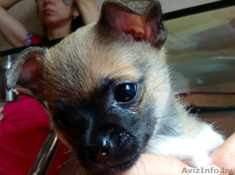 Чихуахуа продажа - Изображение #3, Объявление #930420