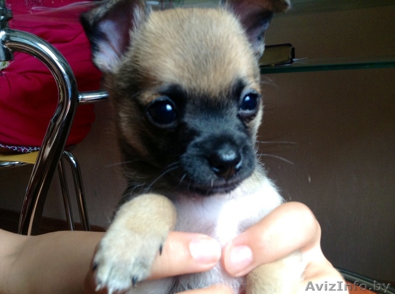 Чихуахуа продажа - Изображение #2, Объявление #930420