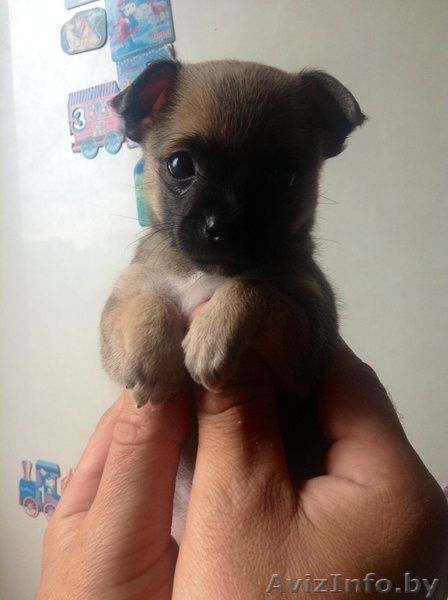 Чихуахуа продажа - Изображение #1, Объявление #930420
