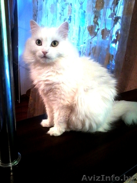 Отдам кошек в дар - Изображение #2, Объявление #943757