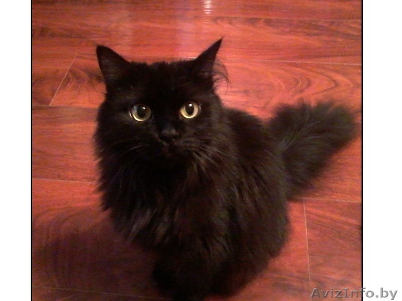 Отдам кошек в дар - Изображение #1, Объявление #943757